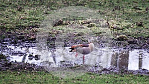 Egyptian goose stands one-legged in a puddle