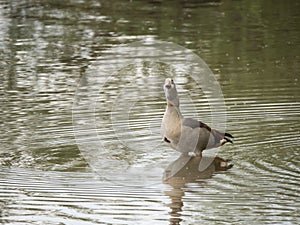 Egyptian goose stands in the water near the lake shore