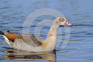 A Egyptian Goose swimming on a lake