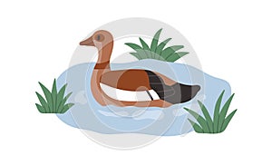 Egyptian goose swimming in Nile water. Aquatic bird in river. Wild feathered animal, Egypts duck. African Alopochen