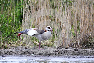 Egyptian Goose Swimming at the Peninsula Nordstrand, Germany, Europe