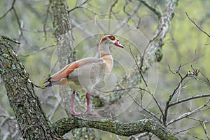 Egyptian Goose in the Texas Trees