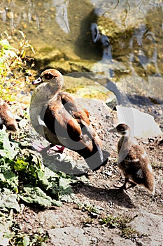 Egyptian goose with their offspring