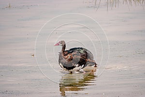 An Egyptian goose wading in water at Enkongo Narok Swamp at Amboseli National Park in Kenya