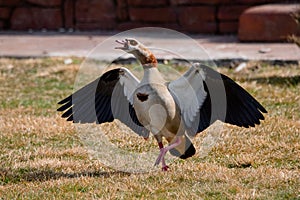 Egyptian goose walking and flapping its wings