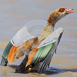 Egyptian Goose With Wings Spread