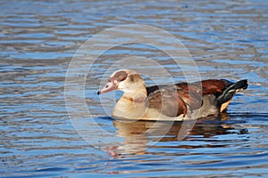 Egyptian goose in winter