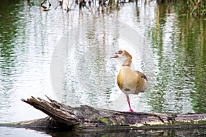 Egyptian Goose Yoga - It`s A Thing!