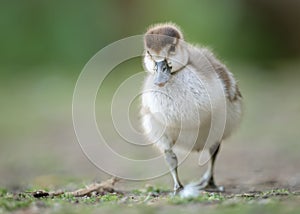 Egyptian Gosling Walking