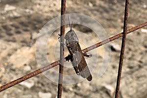 Egyptian Grasshopper (Anacridium aegyptium) on a rusted metal wire fence in Portugal.