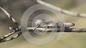 Egyptian grasshopper (Anacridium aegyptium) sitting on a tree stem