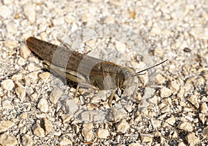 Egyptian grasshopper Croatia