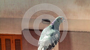 An Egyptian grey colored Pigeon or a Dove, A pigeon or a dove that was pictured from behind