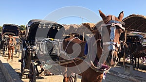 Egyptian horse carriage waiting for tourists, Aswan, Egypt