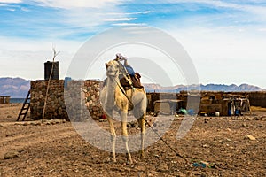 Egyptian landscape, Bedouin village and camel in desert