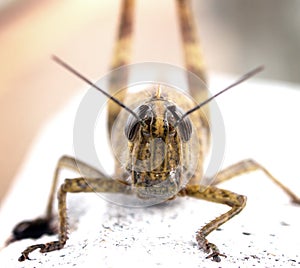 Egyptian locust Anacridium aegyptium