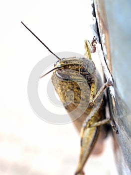 Egyptian locust Anacridium aegyptium