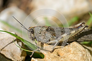 An Egyptian Locust sitting on a small stone