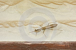 Egyptian Mantis Miomantis Paykulli above the Doorway of an Old House