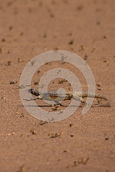 Egyptian mastigure in a barren desert