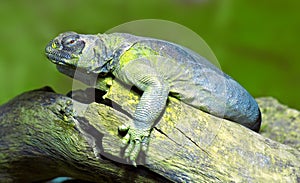 Egyptian mastigure lizard