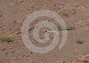 Egyptian Mastigure  or Uromastyx aegyptus in the desert