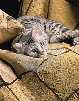 Egyptian mau