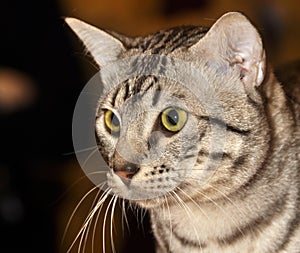 Egyptian Mau cat