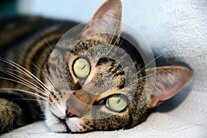 Egyptian Mau cat - big eyes