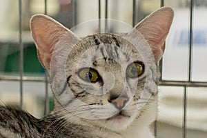 Egyptian mau cat close up portrait