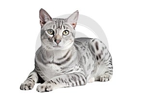 Egyptian Mau Cat On Isolated Transparent Background, Png. Generative AI