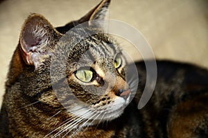 Egyptian Mau cat - pleased