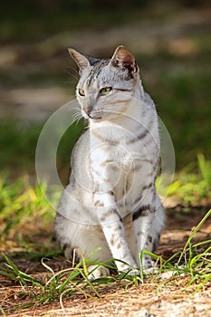 Egyptian Mau cat sitting on the ground