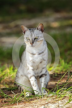 Egyptian Mau cat sitting on the ground