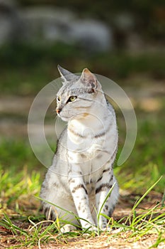 Egyptian Mau cat sitting on the ground