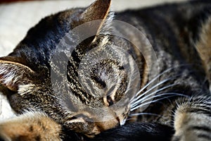 Egyptian Mau cat - sleeping