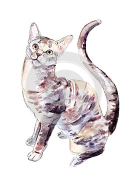 The egyptian mau cat, watercolor illustration isolated on white.