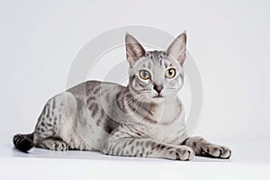 Egyptian Mau Cat On White Background. Generative AI