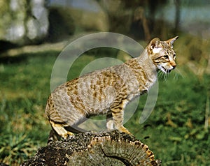 Egyptian Mau Domestic Cat