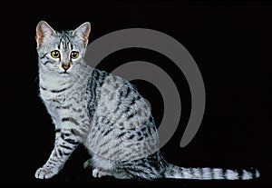 EGYPTIAN MAU DOMESTIC CAT, ADULT SITTING AGAINST BLACK BACKGROUND