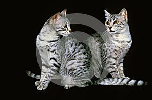 Egyptian Mau Domestic Cat, Adults standing against Black Background