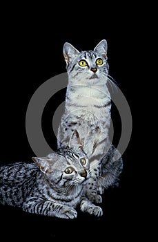 EGYPTIAN MAU DOMESTIC CAT, PAIR OF ADULTS AGAINST BLACK BACKGROUND