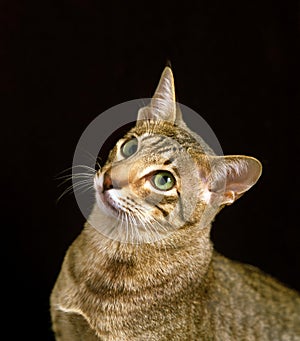 Egyptian Mau Domestic Cat, Portrait of Adult