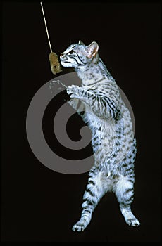 Egyptian Mau Domestic Cat, Standing on Hind Legs, Playing against Black Background