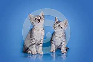 Egyptian Mau kitten isolated on a colored background