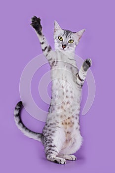 Egyptian Mau kitten isolated on a colored background