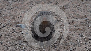 An Egyptian mongoose Herpestes ichneumon, also known as ichneumon,