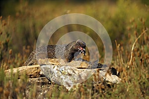 The Egyptian mongoose Herpestes ichneumon, also known as ichneumon, mongoose with prey. The mongoose eats the remains of a