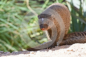 The Egyptian mongoose Herpestes ichneumon, also known as ichneumon, is a mongoose species native to the Iberian Peninsula photo