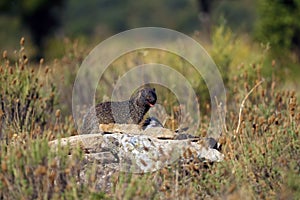 The Egyptian mongoose Herpestes ichneumon eating a dead pigeon. Mongoose with prey in yellow grass